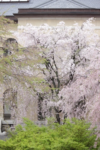 2050-12.4.19手前東南紅枝垂れ桜、向こう北側紅枝垂れ桜　縦.jpg